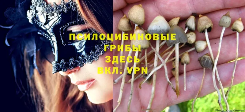 мега маркетплейс  Кирсанов  Псилоцибиновые грибы Cubensis 